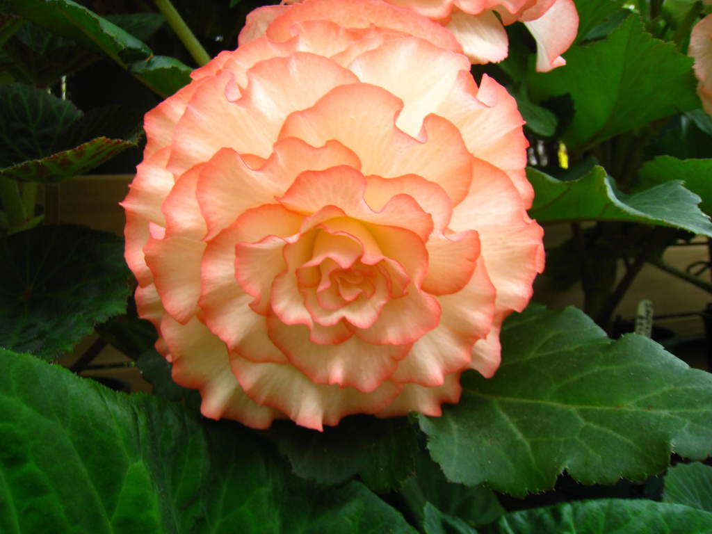 B. ‘Alyce’